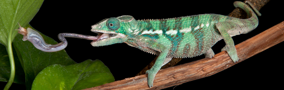 Un caméléon chasse un grillons domestique adulte dans son terrarium